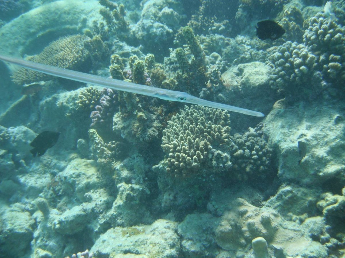 Рыба игла Средиземное море