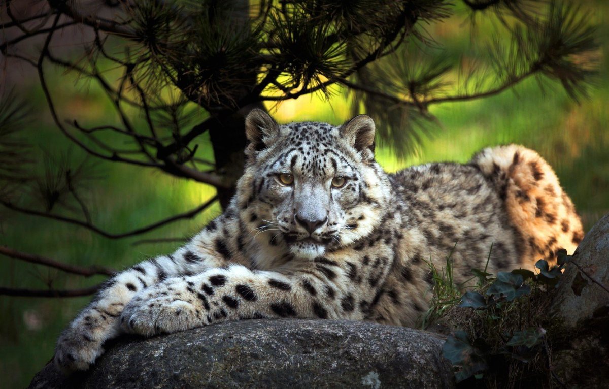 Снежный Барс в тайге