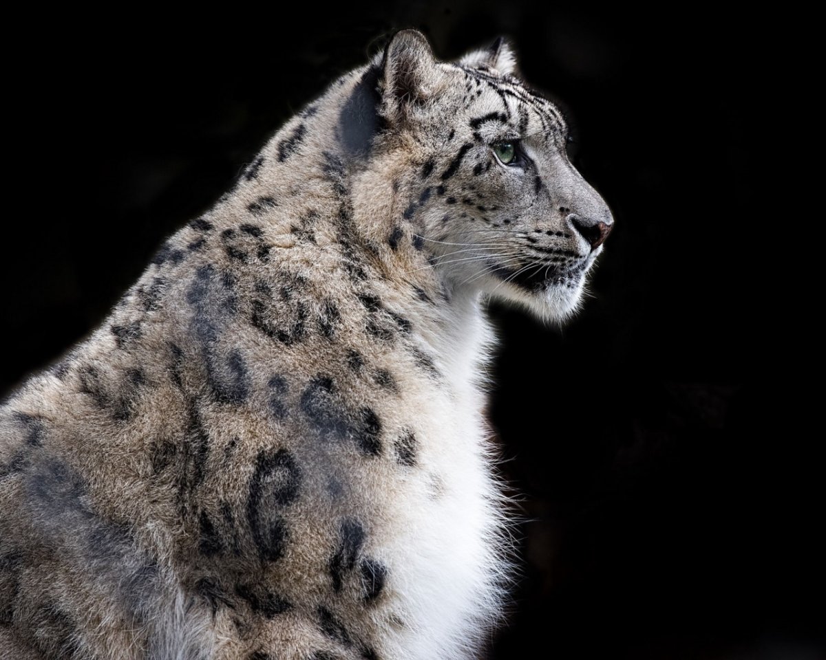 Снежный Барс (Ирбис, снежный леопард)