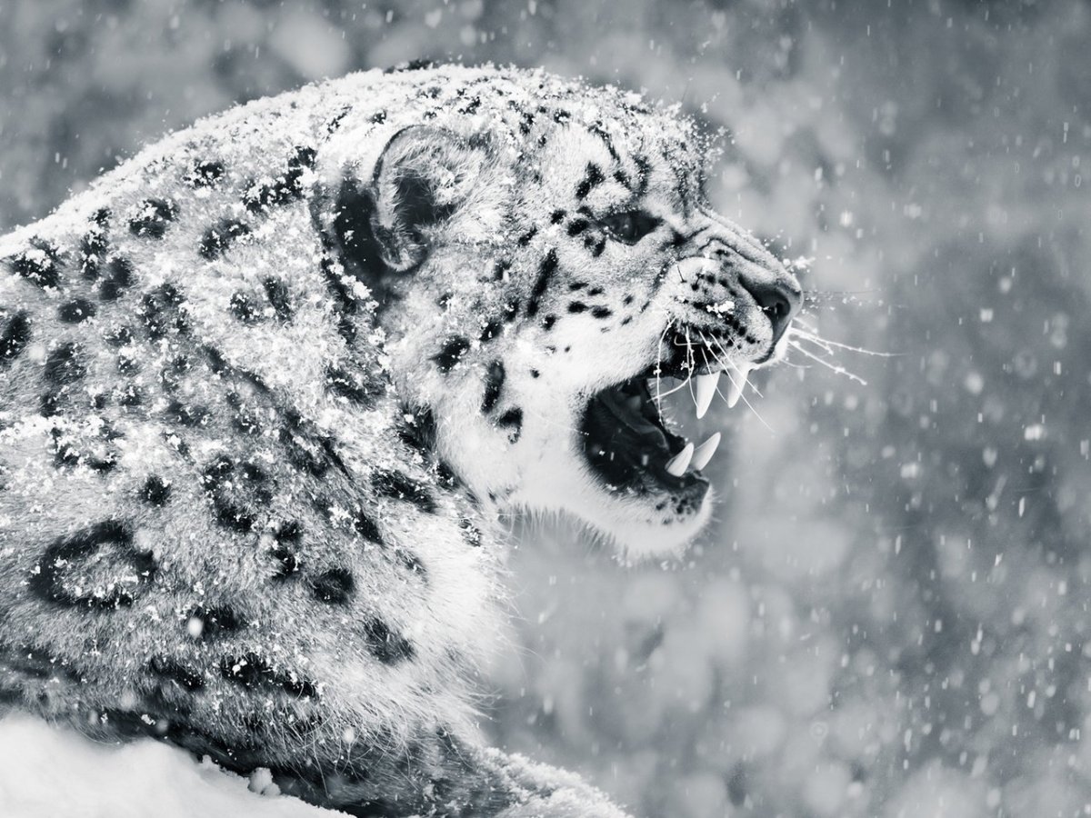 Пума Ягуар леопард пантера