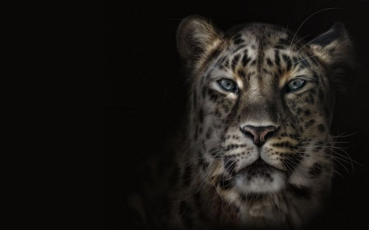 Крутой снежный Барс