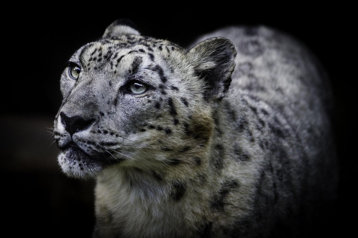 Гепард меланист чёрный