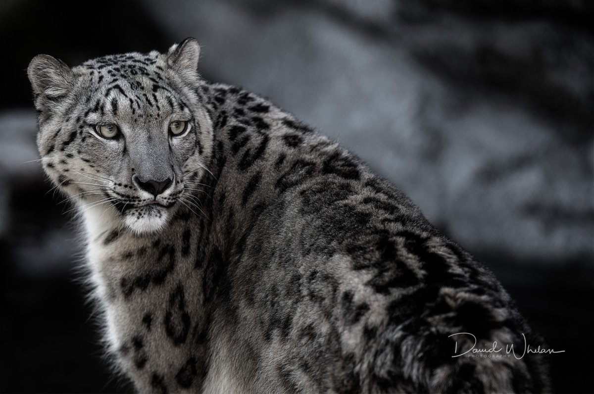 Снежный Барс Ирбис