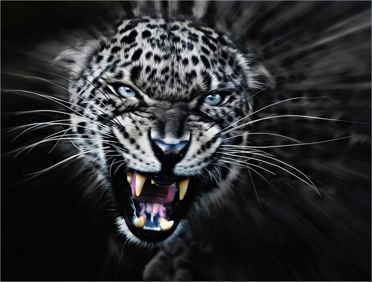 Снежный Барс оскал