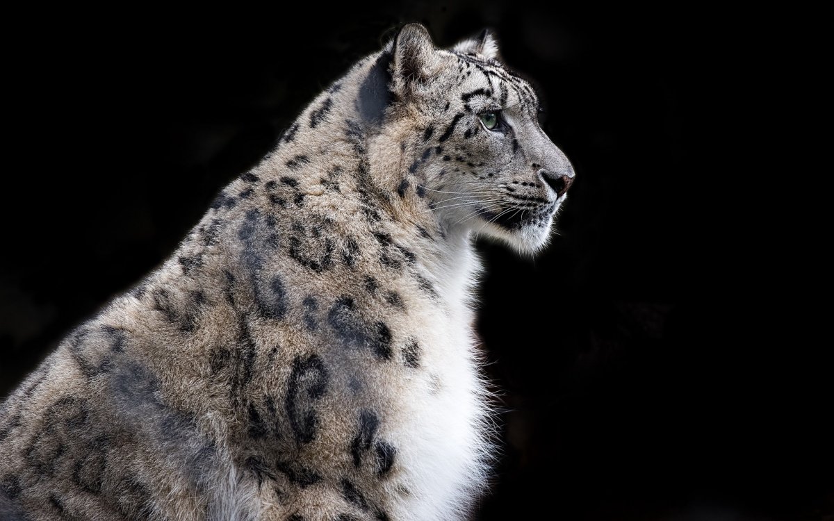 Снежный Барс Ирбис