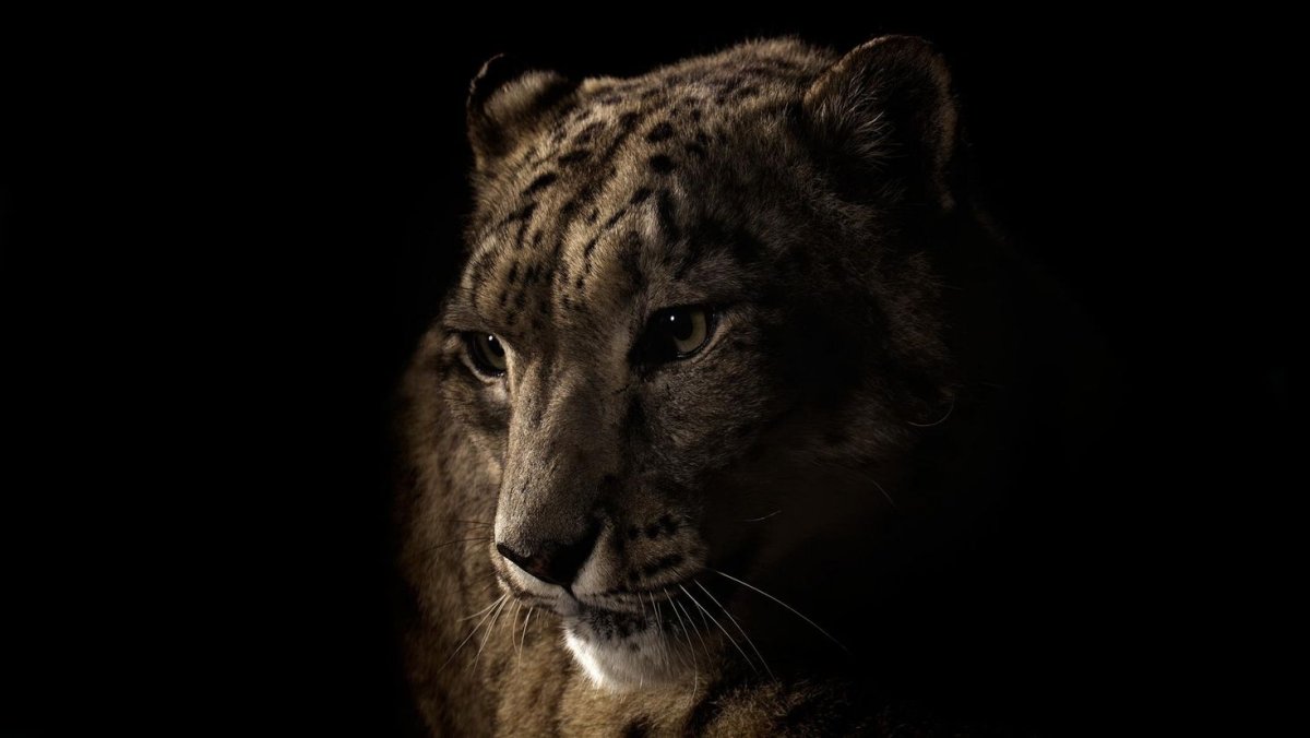 Животные на темном фоне