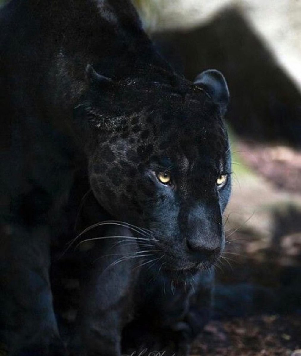 Ягуар меланист