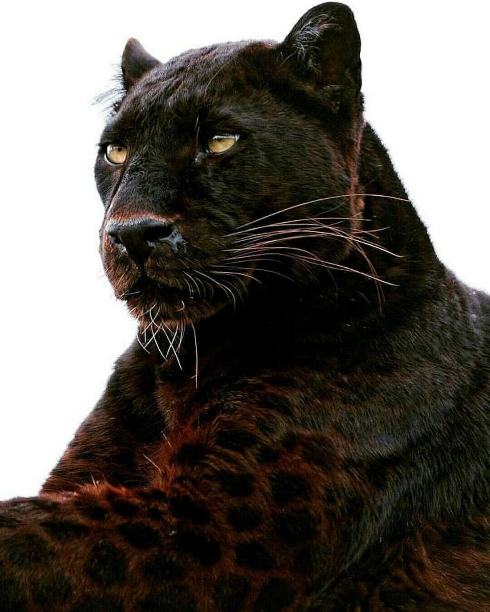 Меланизм Ягуар