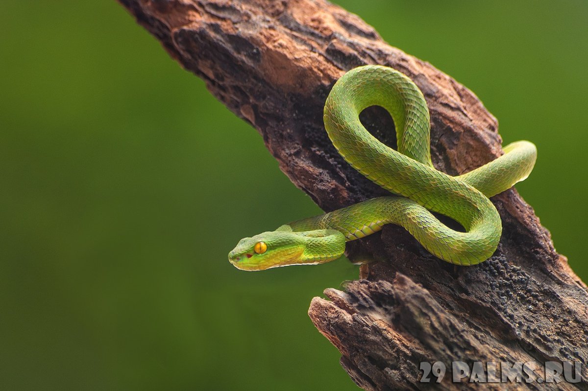 Trimeresurus purpureomaculatus