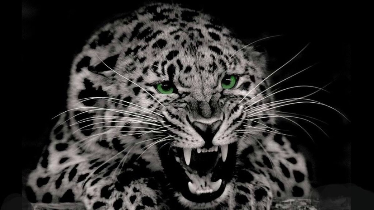 Леопард снежный Барс Ягуар