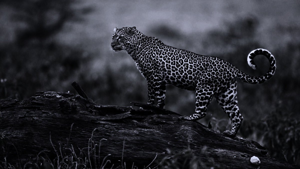 Леопард черный белый