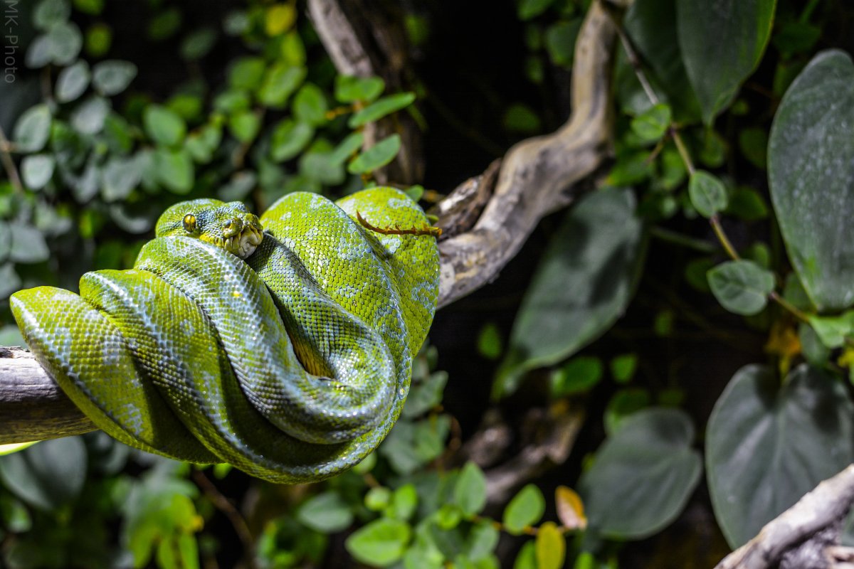 Змея белогубый питон