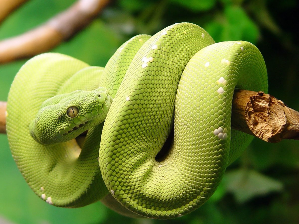 Краснохвостый полоз