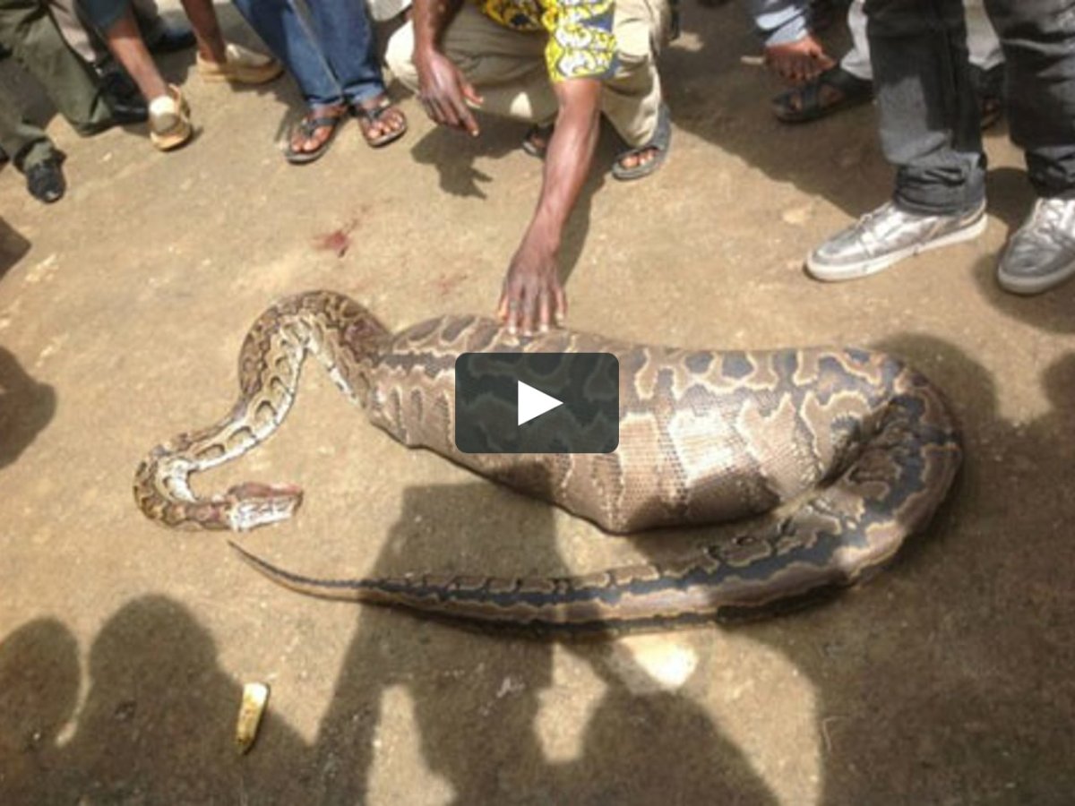 Змеи на деревьях