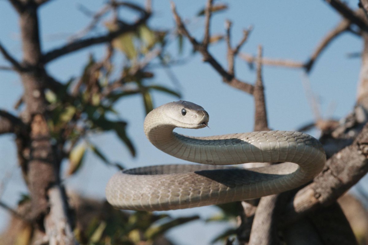 Змеиное дупло