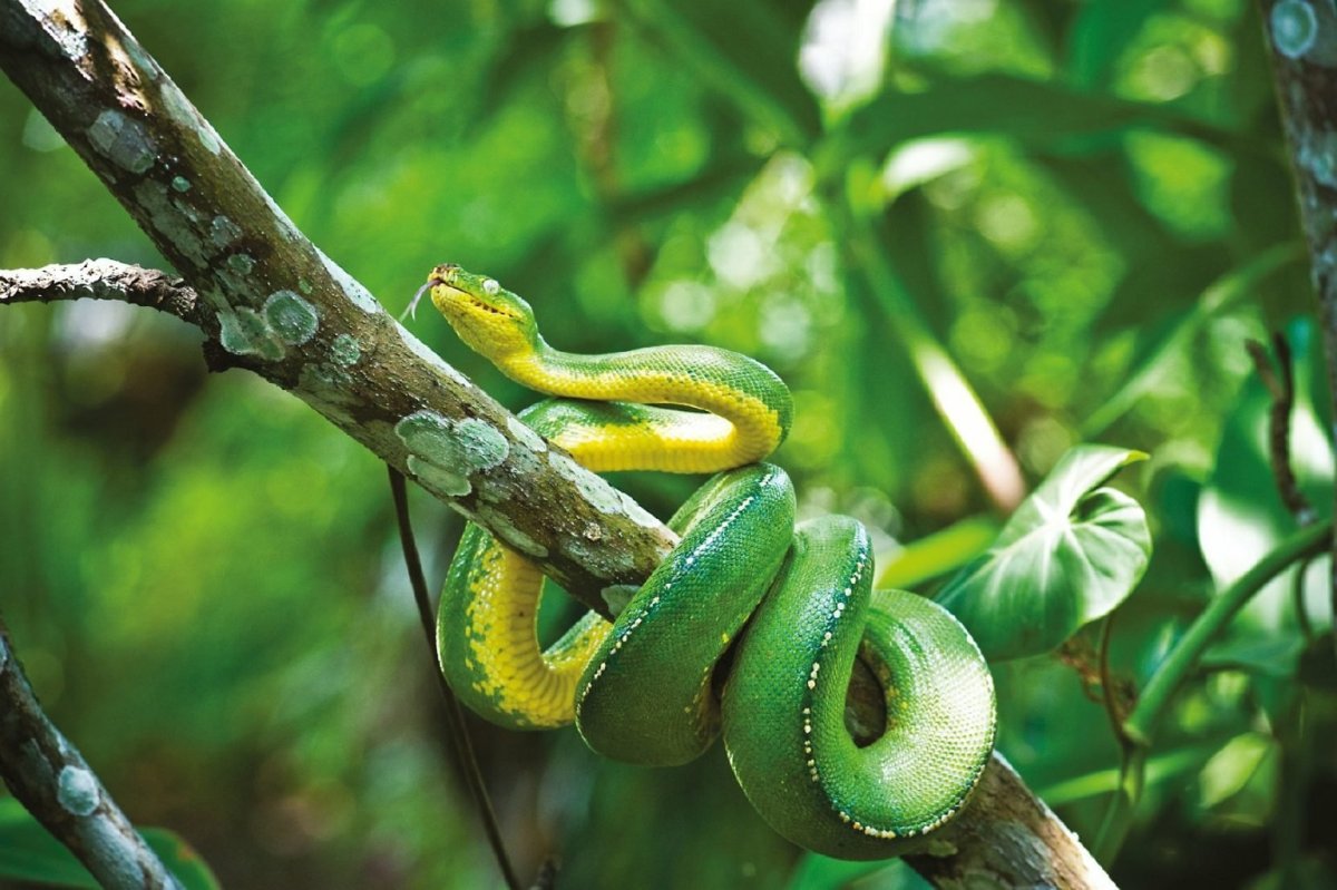 Папуа новая Гвинея змеи