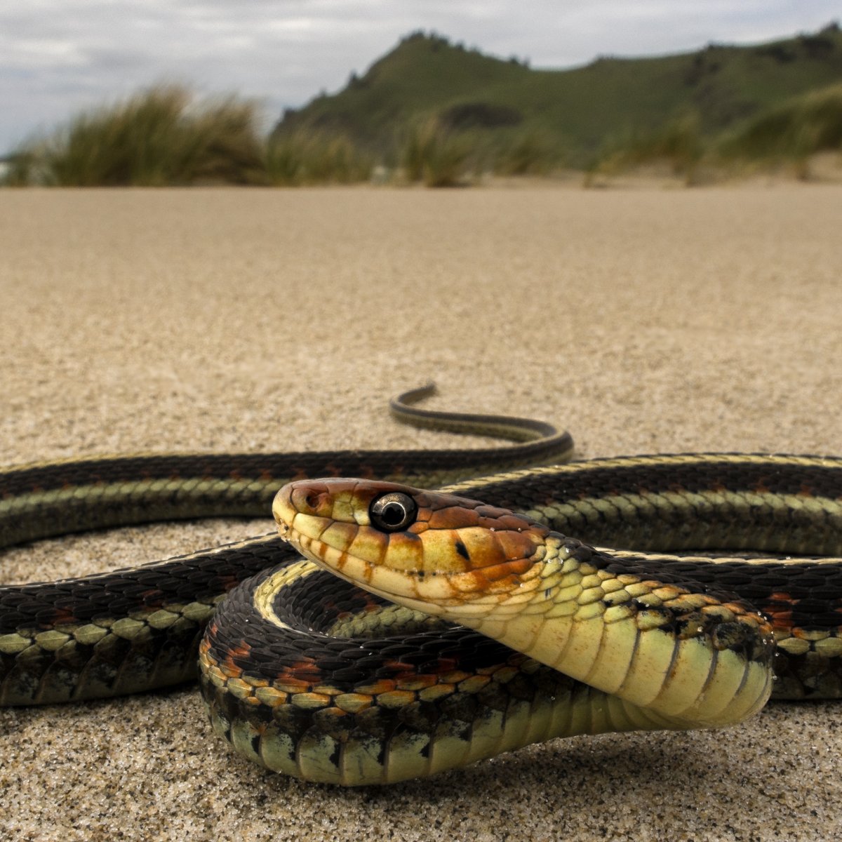 Самая красивая змея