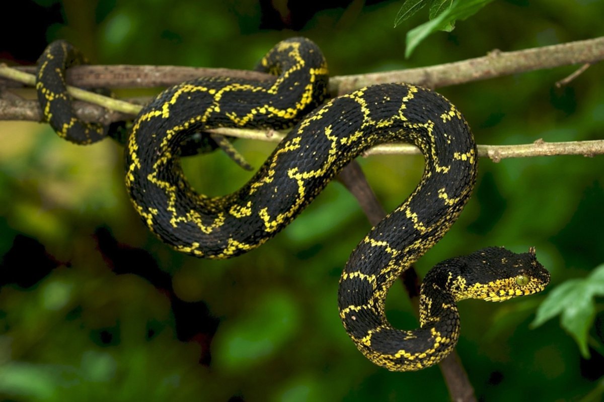 Змея в тропическом лесу