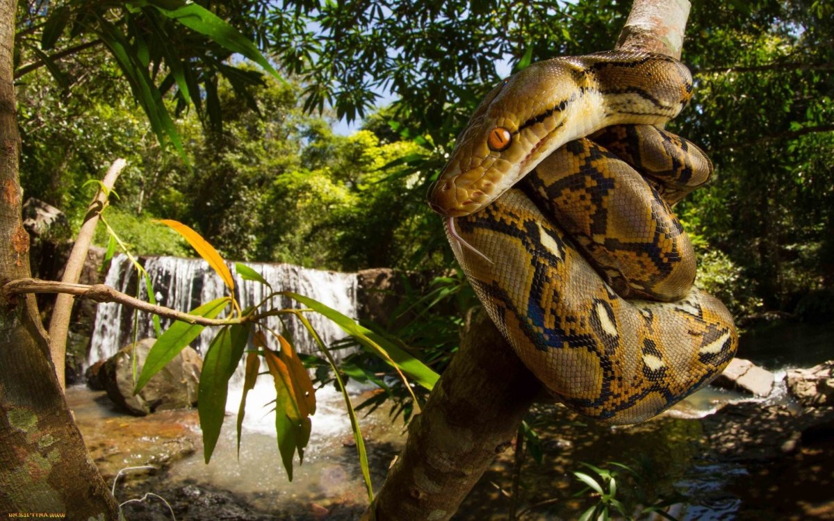 Анаконда в джунглях амазонки