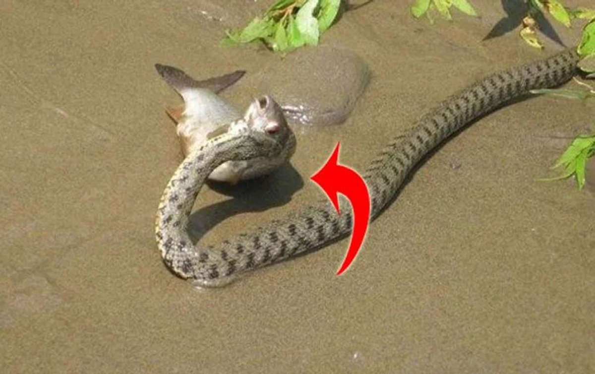 Иероглифовый питон и антилопа