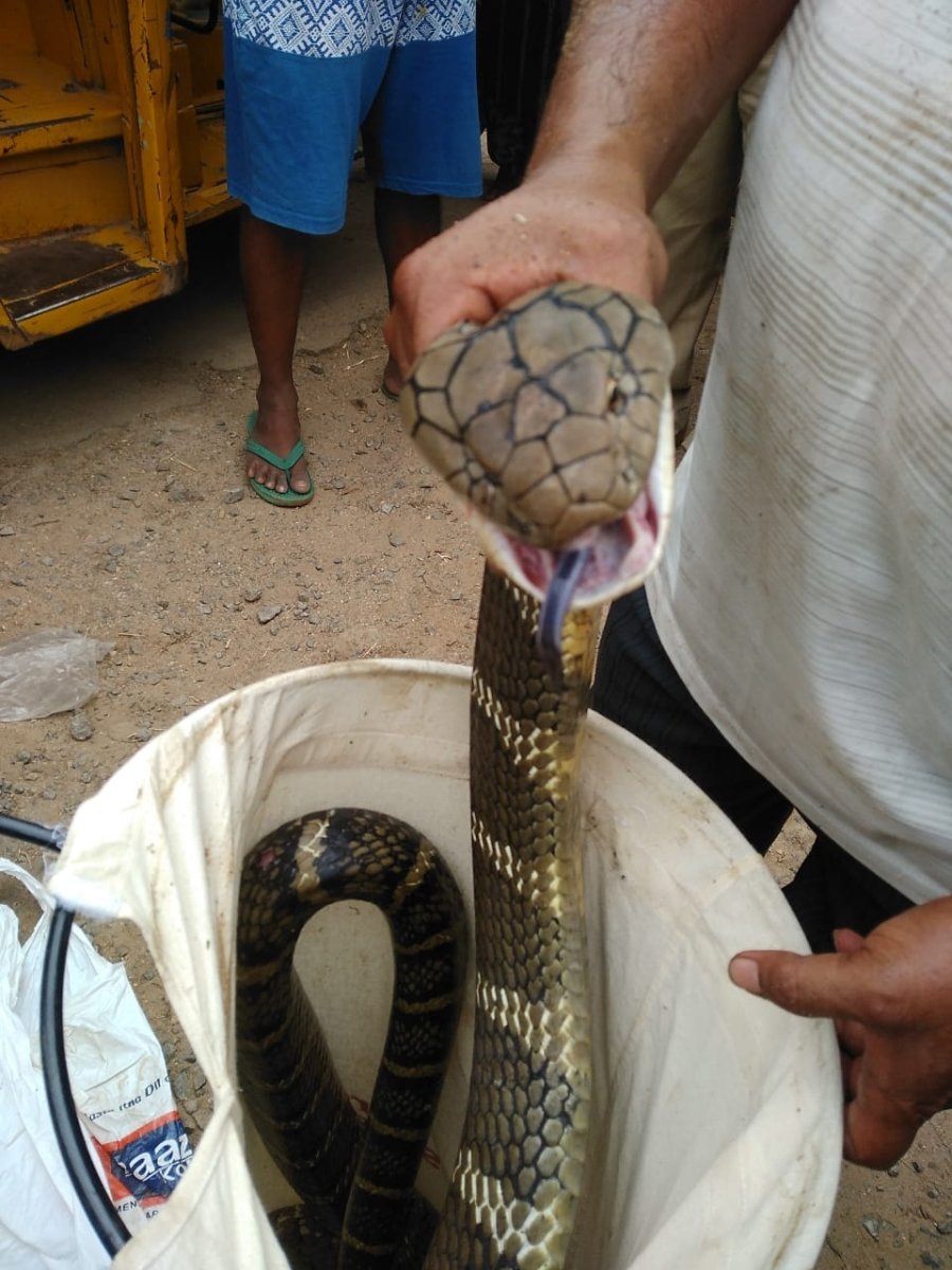 Зеленый питон