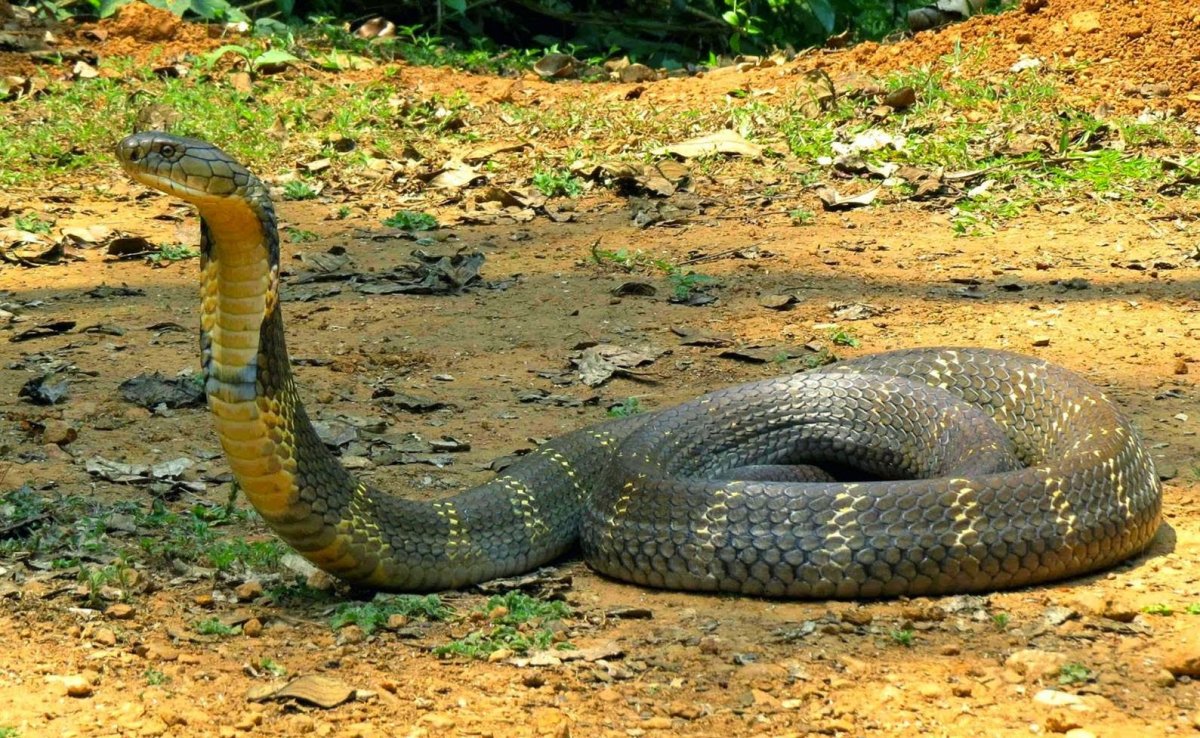 Статуя кобры