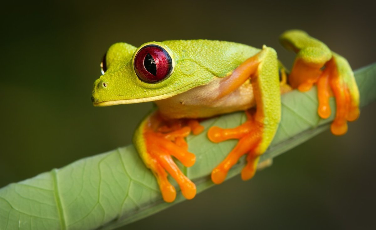 Красивая жаба