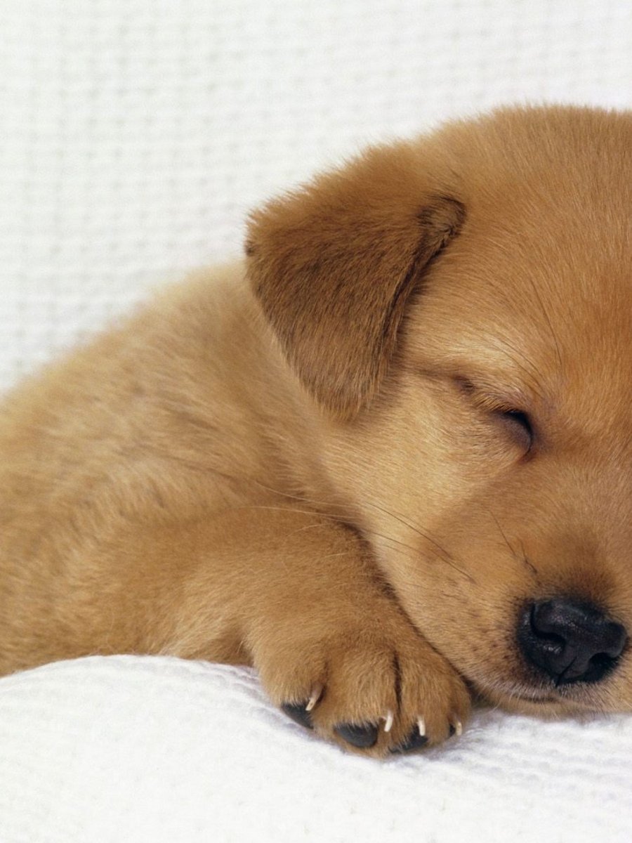 Про маленького щенка