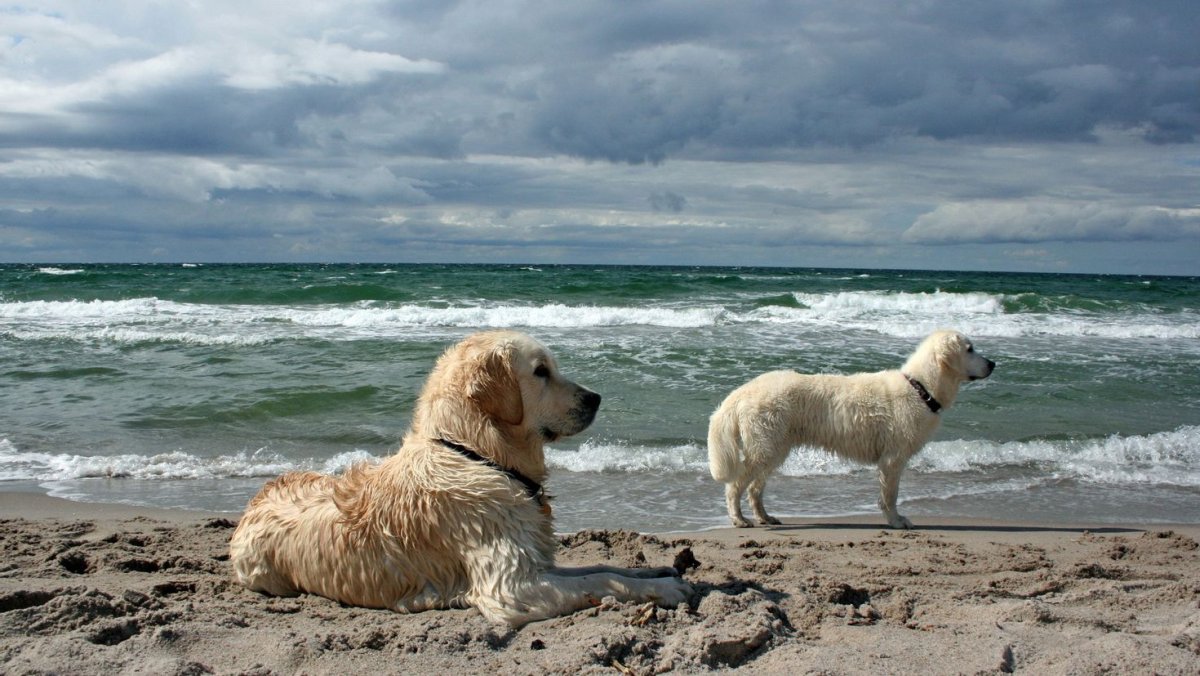 Море лабрадор