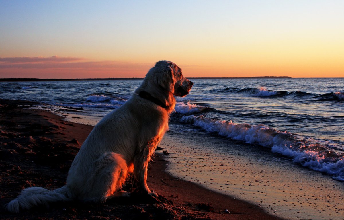 Собака на берегу моря