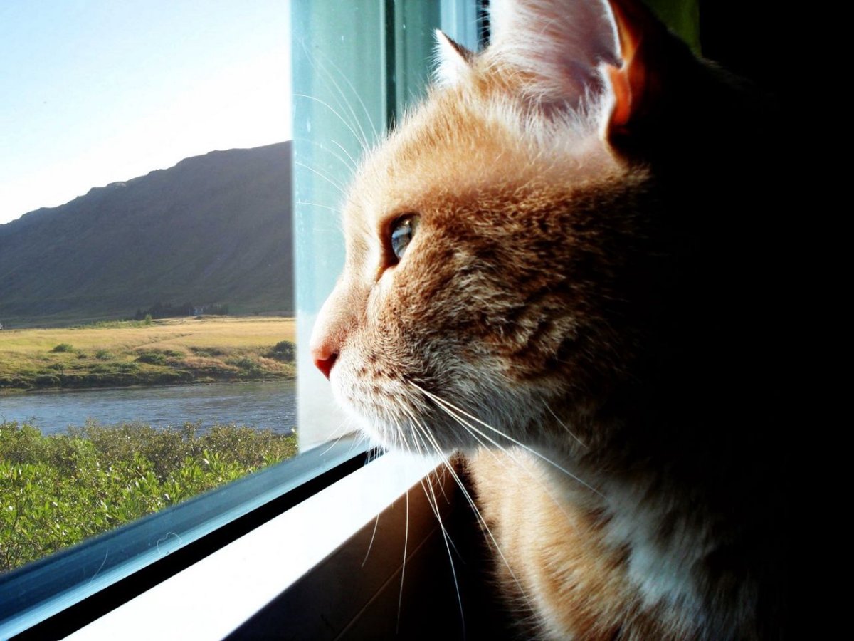 Кот грустит у окна
