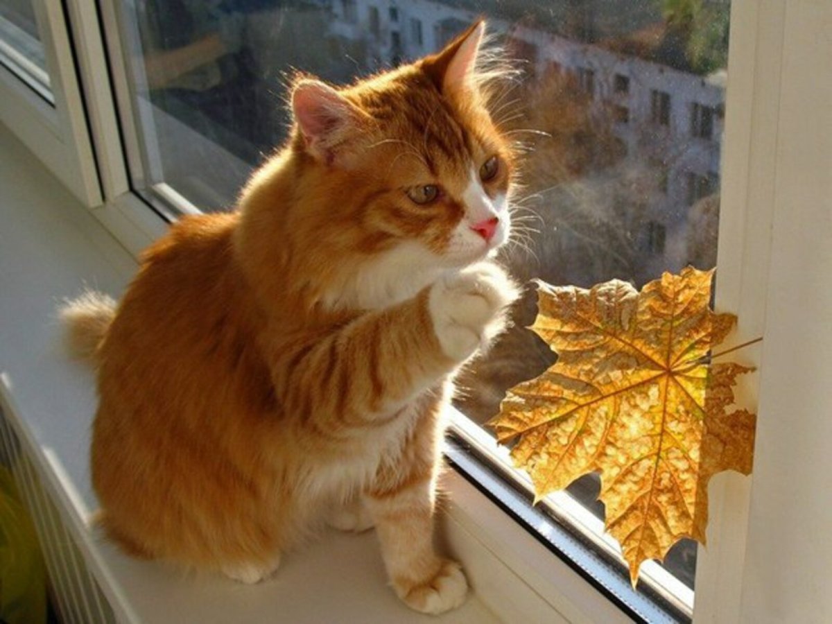 Кот на окне осень