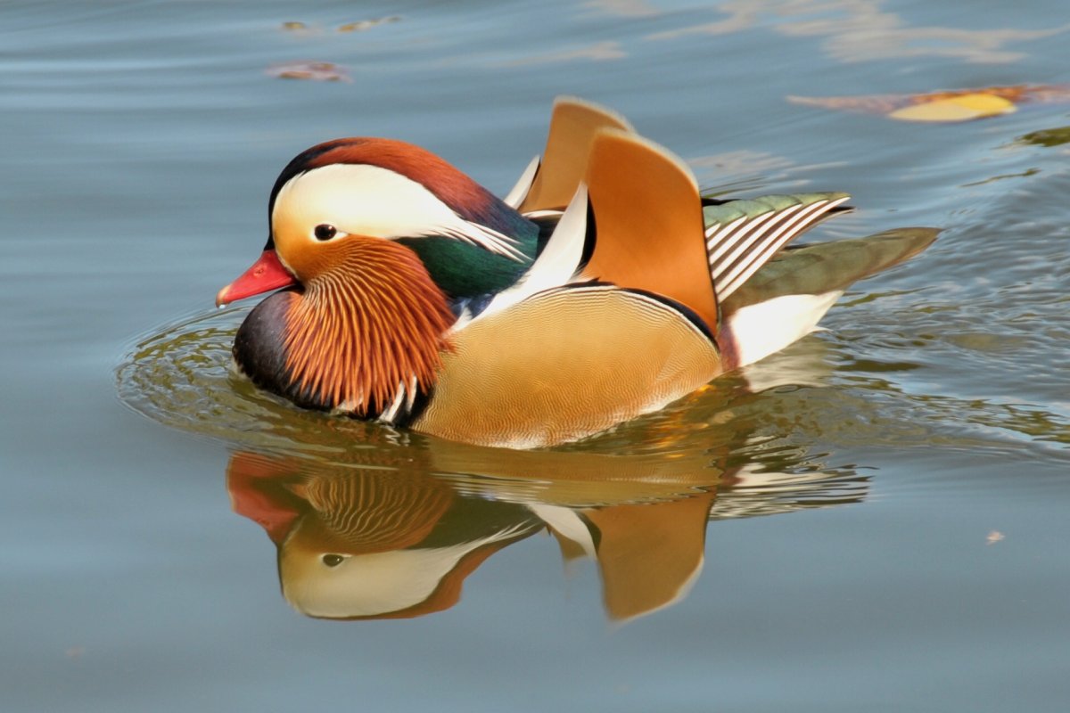 Утка Мандаринка альбинос