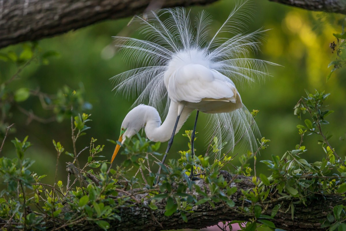Белая цапля с хохолком