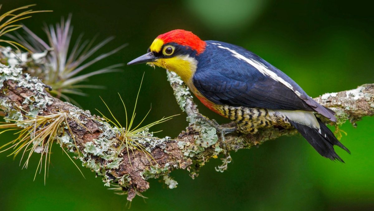 Краснохвостый дятел