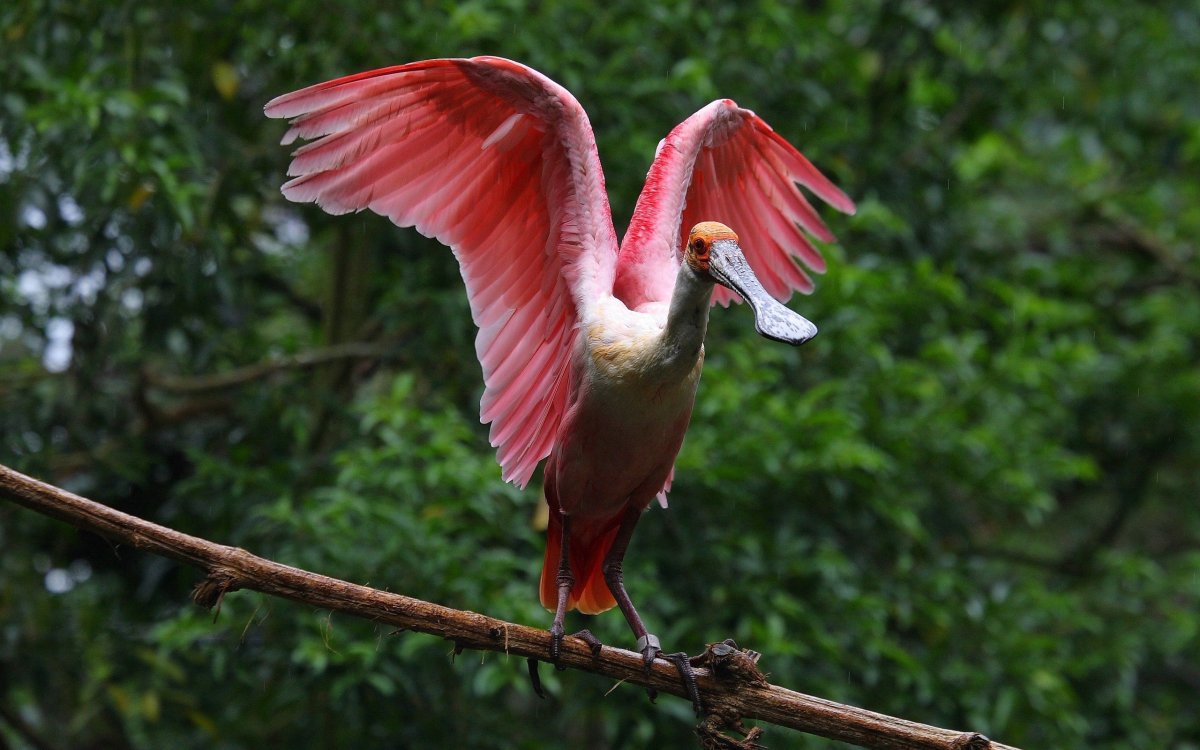 Редкие большие птицы