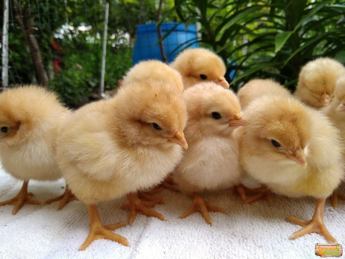10 Дневные цыплята Брама