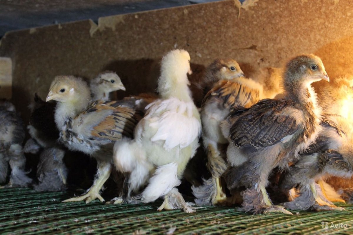 Цыплята породы Брама