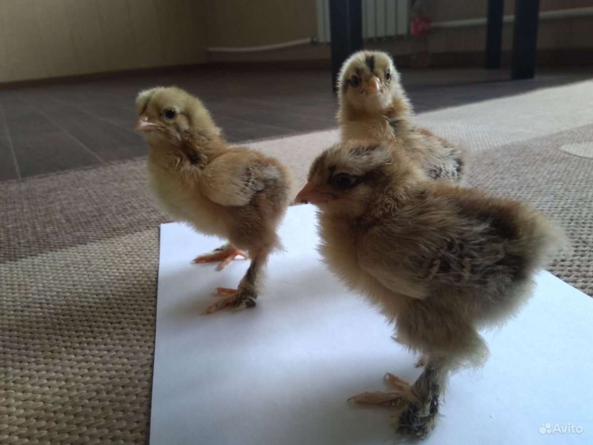 Цыплята Брама Изабелла