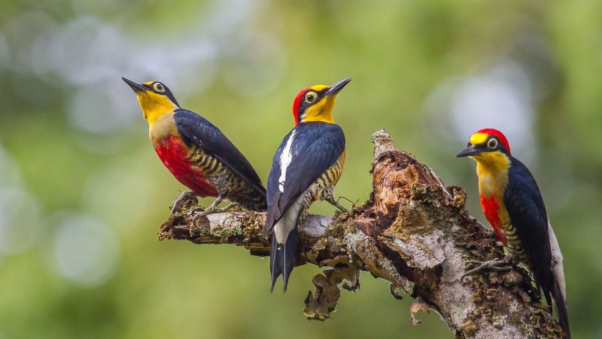 Yellow Fronted Woodpecker