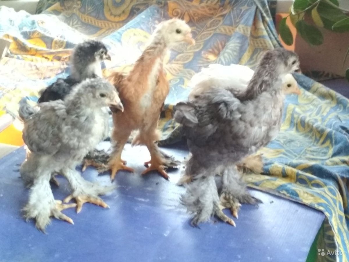 Порода цыплят с пятнышком