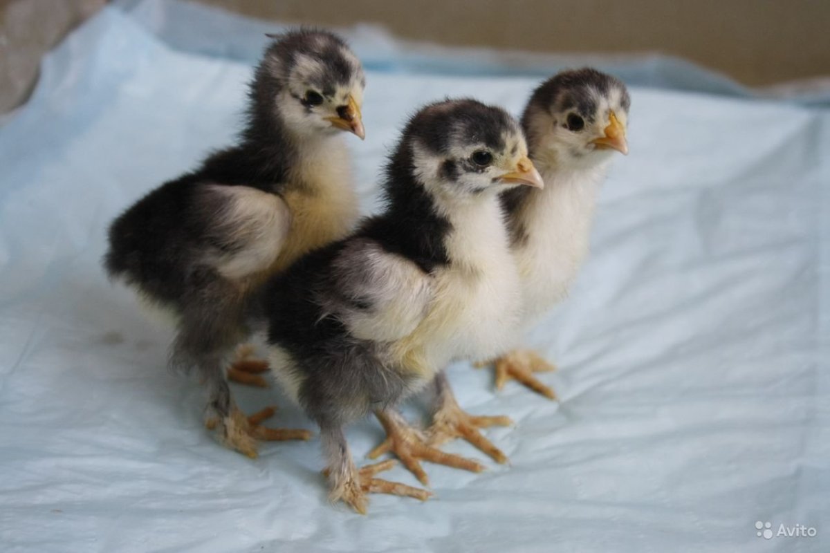 Орпингтон палевый цыплята