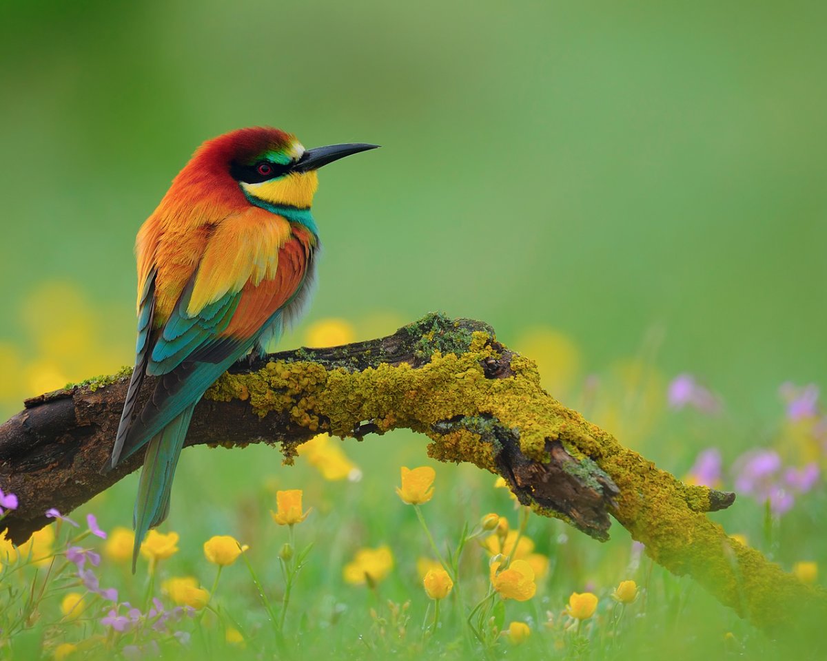 Золотистая щурка 1920