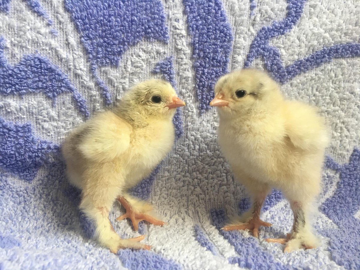 Породистые цыплята Брама суточные