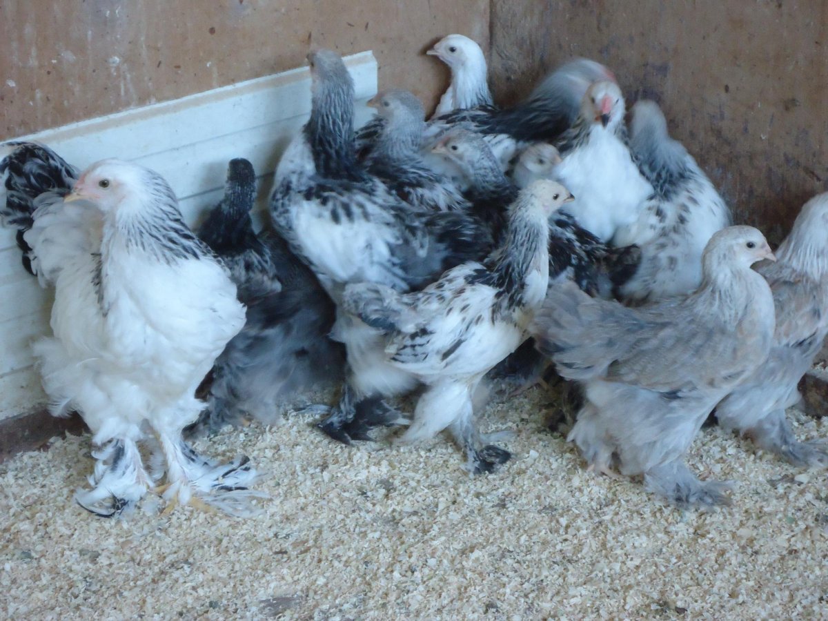 Цыплята Брама