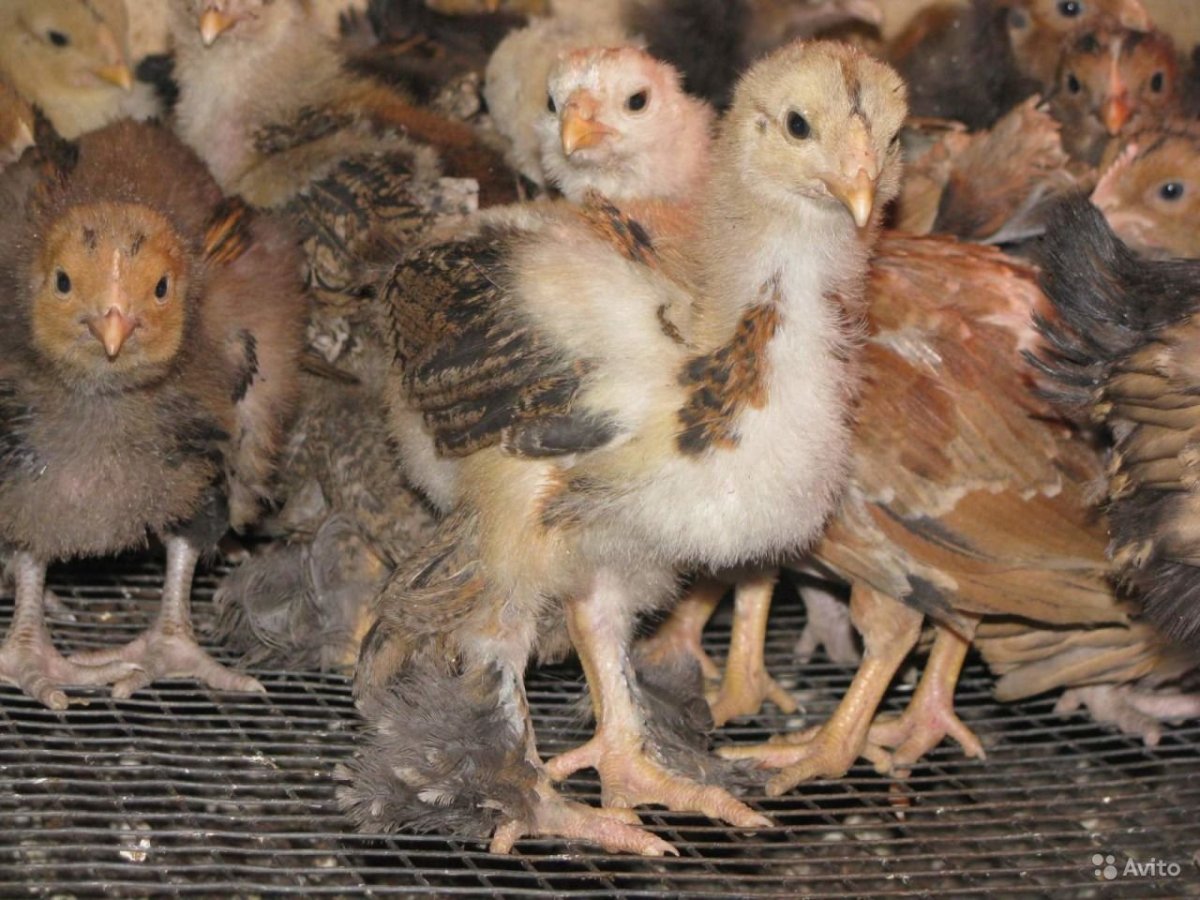 Брама палевая цыплята