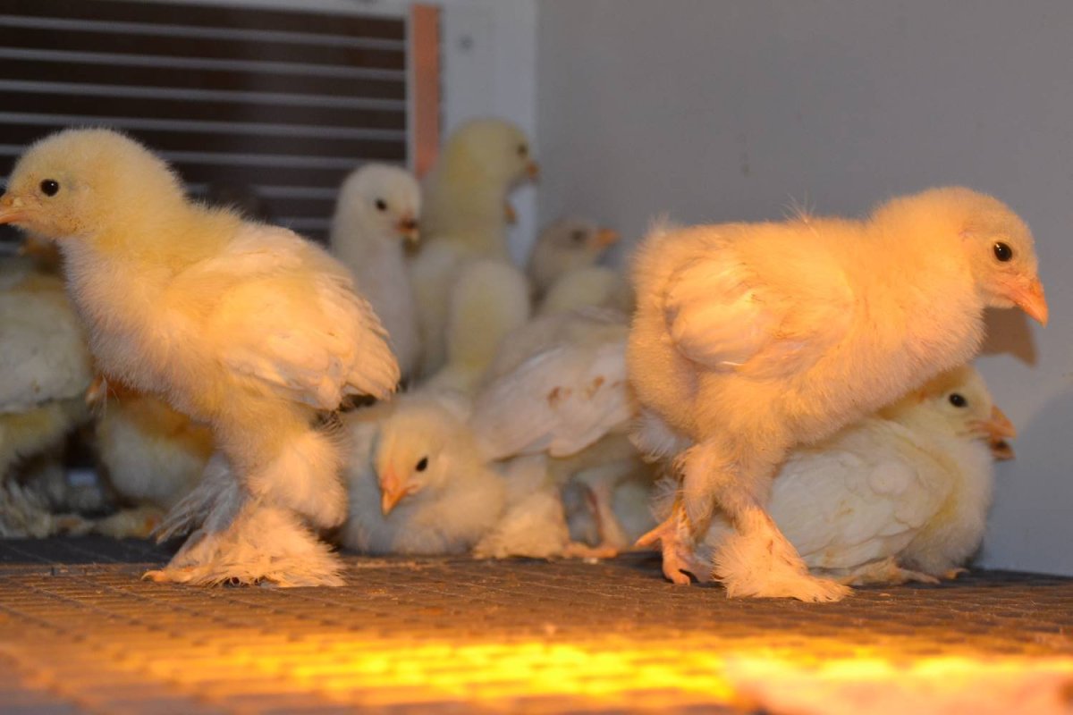 Инкубационное яйцо Редбро