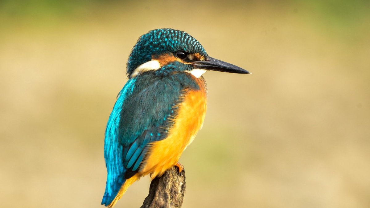 Карликовый Зимородок