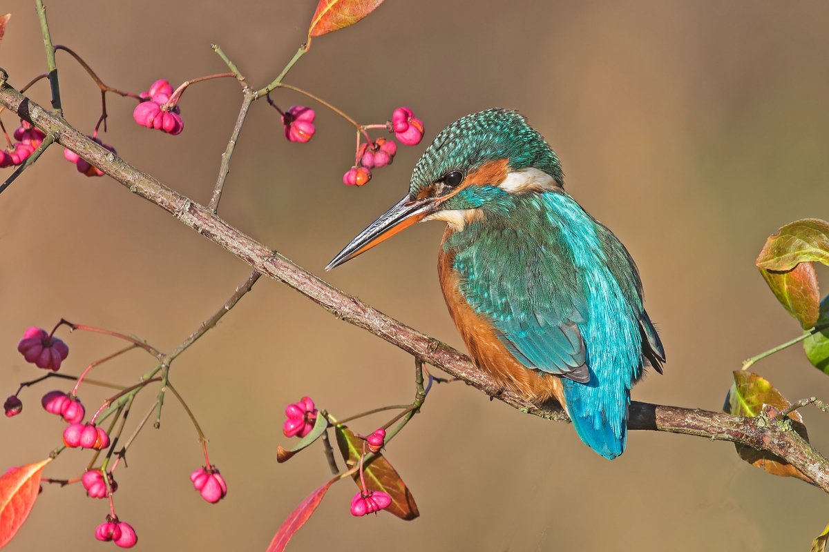 Зимородок птичка