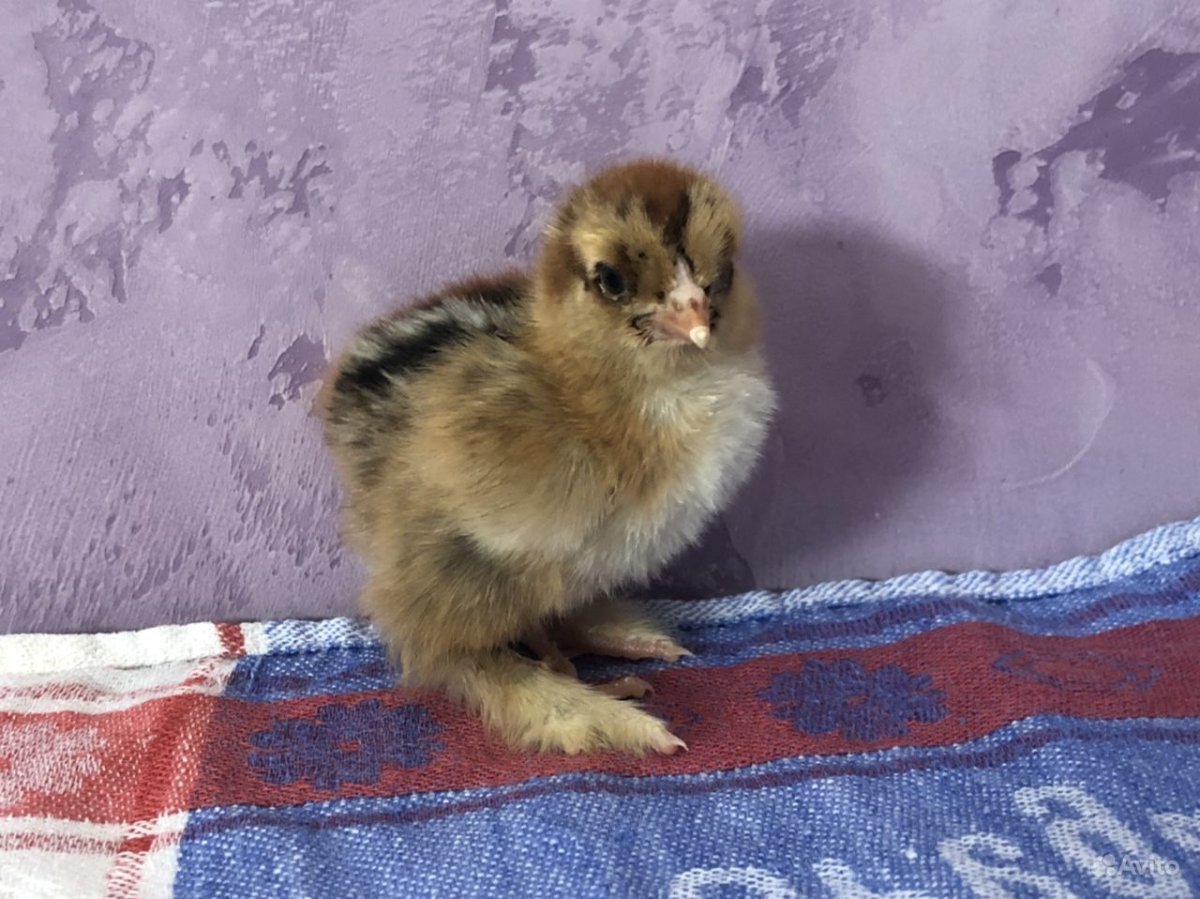 Цыплята Брама